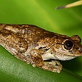 Litoria rothii (Northern Laughing Frog) at Little Pond<br />Canon EOS 7D + EF70-200 F4.0L + EF1.4xII + SPEEDLITE 580EXII